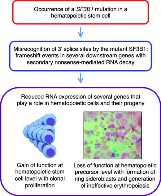 Figure 3. Schematic representation of the molecular pathophysiology of RARS.