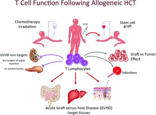 Figure 1. Role of T cells in different aspects of allogenic HCT (courtesy of Andreas Beilhack, University of Wurtzburg, Wurtzburg, Germany).