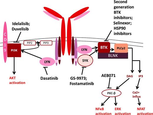 Figure 2. Targeting of the BCR pathway in patients resistant to ibrutinib. Schematic of the BCR pathway highlighting kinases currently targetable with small-molecule inhibitors. These targets may be of interest in patients who relapse after ibrutinib therapy. BLNK indicates B-cell linker; DAG, diacylglycerol; IP3, inositol triphosphate; NFAT, nuclear factor of activated T-cell; PIP2, phosphatidylinositol-4,5-biphosphate; PIP3, phosphatidylinositol-3,4,5-triphosphate.