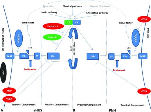Figure 1. Model of complement dysregulation in aHUS (A) and PNH (B). Initiators of the complement cascade (classical, alternative, and lectin pathway, as well as thrombin and plasmin/kallikrein) lead to C3 activation and C3 convertase formation, which is augmented the amplification loop (proximal complement). Consequently, membrane attack complexes (MAC) are formed on the membrane of target cells (terminal complement), leading to complement-mediated death. Production of C5a results in tissue factor and thrombin activation in a positive feedback loop. Complement dysregulation results from loss-of-function mutations in regulatory factors (Factor H, I, and THBD/thrombomodulin in aHUS and CD55, CD59 in PNH) shown in red, gain-of-function mutations (C3 and Factor B in aHUS) shown in green, and DGKE mutations in aHUS shown in gray, indicating the unknown effect on complement cascade. Eculizumab effectively inhibits terminal complement activation in both disorders by blocking the cleavage of C5 to C5a and C5b.