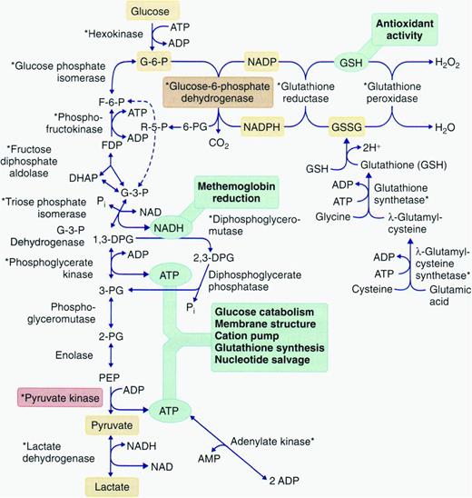 Figure 2. Pathways of energy metabolism in the erythrocyte. Glucose 6-phosphate may be degraded anaerobically to lactate through the Embden–Meyerhof pathway, or oxidatively through the hexose monophosphate shunt. Pentose phosphates (R-5-P) can reenter anaerobic glycolysis as fructose 6-phosphate (F-6-P) and glyceraldehyde 3-phosphate (G-3-P) after conversion by enzymes of the terminal pentose phosphate pathway or as a product of adenosine or inosine degradation. 2,3-diphosphoglycerate (2,3-DPG) may be generated instead of adenosine triphosphate (ATP) through diversion of triose through the Rapoport–Luebering shunt. Glutathione may be synthesized directly from constituent amino acids; its cycling from oxidized (GSSG) to reduced forms (GSH) depends on reduced pyridine cofactor (NADPH) generation. ADP indicates adenosine diphosphate; DHAP, dihydroxyacetone phosphate; FDP, fructose 1,6-diphosphate; NAD, nicotinamide adenine dinucleotide; NADP, nicotinamide adenine dinucleotide phosphate; NADPH, nicotinamide adenine dinucleotide phosphate, reduced form; and PEP, polyestradiol phosphate. Reproduced with permission from Gallagher.42