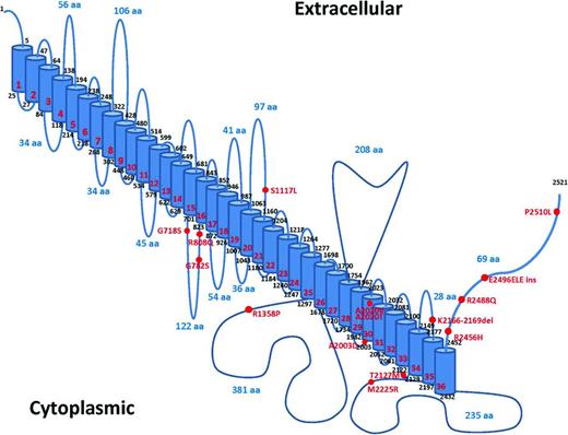 Figure 3. A model of human PIEZO1 and associated mutations in hereditary xerocytosis. The location of PIEZO1 mutations identified in hereditary xerocytosis are shown. Reproduced with permission from Bagriantsev et al.30