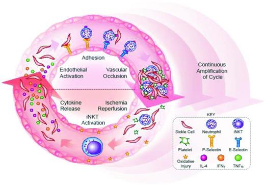 Figure 1. VO is a vicious cycle. Formation of sickle cells is the first step in VO. Thereafter, sickle cells interact with leukocytes, endothelial cells, and platelets to form an occlusive clot. Downstream of the occlusion, hypoxia then causes the formation of more sickle cells. Once the clot is broken up, ischemia-reperfusion produces oxidative injury, which further activates cells and promotes VO. Thus begins a cycle of adhesion, inflammation, and VO, wherein more sickle cells are generated and the process of VO is amplified with each turn of the cycle. Selectins and invariant NKT (iNKT) cells are 2 critical elements of the VO cycle. (Top) P-selectin binds sickle cells and leukocytes, representing the first step of adhesion. In a later step of adhesion, E-selectin binds leukocytes and may induce activation signals to promote the capture the sickle red cells. The end result of P-selectin and E-selectin actions is an occlusive clot. (Bottom) Ischemia-reperfusion, after clot break up, activates iNKT cells, which produce numerous cytokines, including interferon gamma (IFNγ), interleukin 4 (IL-4), and tumor necrosis factor alpha (TNFα). The iNKT cell-generated cytokines activate and attract leukocytes, and may activate the endothelium to express selectins. TNFα, in particular, promotes the up-regulation of E-selectin.