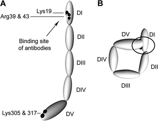 Figure 1. Proposed structures of the open and closed forms of β2GPI DI-DV represent the 5 domains of β2GPI. (A) β2GPI structure in the “open” form, as identified by its crystal structure. In this conformation, often referred to the “fish hook” conformation, an epitope containing Lys19, Arg39, and Arg43 that is recognized by anti-β2GPI domain 1 antibodies is exposed. β2GPI incubated at high pH adopts this conformation, and it is proposed that binding of anionic phospholipid results in similar conformational changes. (B) The “circular” form of β2GPI. This conformation is suggested by electron microscopy of circulating plasma β2GPI. In this conformation, the epitopes recognized by anti-β2GPI domain 1 antibodies are not available, which is thought to explain the fact that circulating immune complexes are not present in patients with antiphospholipid antibodies. This conformation is proposed to be maintained by interactions between domain 1 and domain 5. Reprinted with permission from Agar et al.10