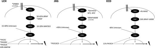 Figure 2. Genomic landscape of histiocytic neoplasias. The diagrams highlight specific mutations associated with LCH, JXG, and ECD and their potential relationship to ERK activation. Estimated frequencies of reported recurrent mutations are indicated next to the gene name. Asterisk (*) indicates genetic lesions with case reports. The lightning bolt represents the downstream functional consequences of histiocytic mutations that drive pathogenesis and influence clinical outcomes.