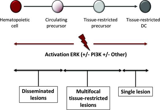 Figure 3. Misguided myeloid DC model of pathogenesis. According to this model, the stage of differentiation in which pathologic ERK activation arises determines the clinical manifestations of LCH, JXG, and ECD. Activating mutations in hematopoietic stem cells or undifferentiated myeloid DC precursors result in multifocal disseminated disease, whereas mutations in tissue-restricted precursors results in multifocal disease with lesions in limited tissues, and mutations in more differentiated tissue restricted precursor cells results in a single lesion.