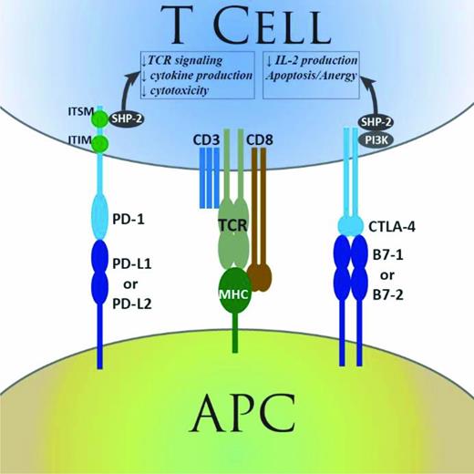 Figure 1. Summary of PD-1 and CTLA-4 function. Simplified representation of the function of the PD-1 and CTLA-4 immune checkpoint pathways. APC indicates antigen-presenting cell; TCR, T-cell receptor; MHC, major histocompatibility complex; CD, cluster of differentiation; IL-2, interleukin-2; PD-1, programmed death-1; CTLA-4, cytotoxic T-lymphocyte associated protein 4; ITIM, immunoreceptor tyrosine-based inhibitory motif; and ITSM, immunoreceptor tyrosine-based switch motif. Reprinted from Armand.38