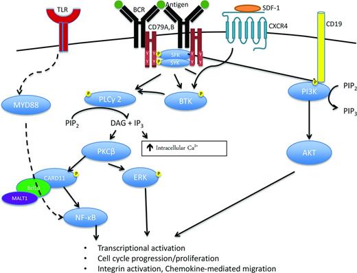 Figure 1. B-Cell Receptor (BCR) signaling is a critical component of B cell activation, proliferation, survival, and migration in normal as well as malignant B cells. BCR activation, for example after antigen binding, induces CD79A and B immunoreceptor tyrosine-based activation motif (ITAM) phosphorylation and subsequent recruitment of multiple kinases including spleen tyrosine kinase (SYK) and the SRC family kinases (SFK), LYN, SRC, and BLK. Activation of these kinases initiates the signaling cascade leads to phosphorylation, recruitment, and activation of other important kinases and signaling molecules including Bruton's tyrosine kinase (BTK), phospholipase C-gamma 2 (PLCγ2), protein kinase C (PKC), and phosphoinositide 3-kinase (PI3K). The BCR signaling cascade ultimately leads to activation of multiple pro-survival pathways including ERK, NF-κB, and AKT signaling leading to increased transcriptional activation, proliferation, and migration. SDF-1 indicates stromal cell-derived factor 1; CXCR4, chemokine receptor 4; PIP2, phosphatidylinositol bisphosphate; PIP3, phosphatidylinositol triphosphate; DAG, diacyl-glycerol; IP3, inositol triphosphate; and Ca2+, calcium.