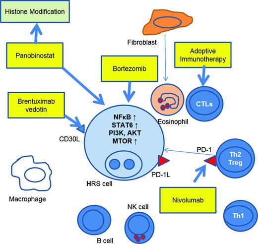 Figure 1. Therapeutic targets in the Hodgkin/Reed Sternberg cell and immunoreactive cells in the surrounding microenvironment. Agents highlighted in boxes indicate agents with pediatric Hodgkin lymphoma-specific data, or pediatric trials in progress.
