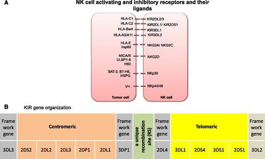 Figure 1. (A) NK cell activating and inhibitory receptors and their ligands. (B) KIR gene organization. KIR haplotype illustrating centromeric and telomeric KIR gene motifs. BAT-3, HLA-B–associated transcript 3; H60, histocompatibility 60; hsp60, heat shock protein 60; HSPG, heparin sulfate proteoglycans; MIC, MHC class I chain-related gene; VH, viral hemagglutinin; ULBP, UL16 binding protein.83