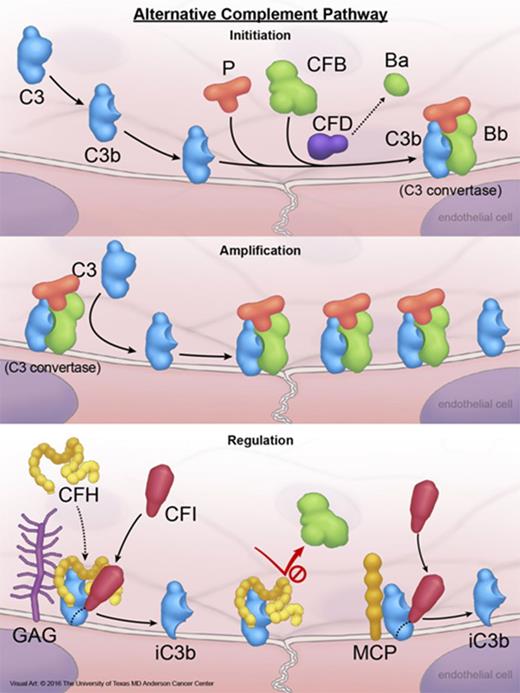 Figure 1. Activation and regulation of the alternative complement pathway. A small amount of plasma C3 is continuously converted to C3b that is highly active and binds to cell surface via forming thiol bonds. Under normal conditions, C3b is rapidly degraded in plasma by FI and FH (FI cofactor), or on the cell surface by FI and glycosoaminoglycan-bound FH, membrane protein CD46 (or MCP), or CD35. Degradation of C3b to an inactive product (iC3b) on the cell membrane by membrane-bound FH, MCP, or CD35 requires FI, and is known as cofactor activity. IC3b cannot participate in any further complement activation. If not inactivated, C3b is able to bind to an activation product of FB (Bb) produced by FD-mediated cleavage of FB, and generate C3bBb (C3 convertase). C3 convertase is the engine of the complement pathways and deposit additional C3b molecules on membrane, which in turn amplify complement activation. C3 convertase is an important target for complement regulatory proteins. FH prevents the formation of C3 convertase and dissociate C3 convertase by competing with FBb for binding to C3b. This negative regulatory activity of FH is known as decay accelerating activity. If C3bBb remains intact, the complex is stabilized by FP (properdin) and binds to additional C3b to generate C3bBbC3b, which is also known as C5 convertase. C5 convertase activates C5 to generate C5b, which in turn binds to C6, C7, and C8, forming the C5b-8 complex that stably inserts into the lipid bilayer of the cell. Next, the C5b-8 complex binds and polymerizes multiple molecules of C9 (C5b-9n), forming cytolytic MAC of complement on the cell surface. CFB, factor B; CFD, factor D; CFH, factor H; CFI, factor I; GAG, glycosoaminoglycans; MAC, membrane attack complex; P, properdin. Reprinted from The University of Texas MD Anderson Cancer Center with permission.