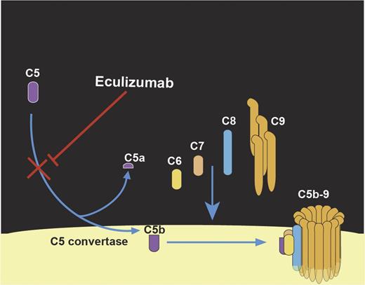 Figure 3. Mechanism-of-action of eculizumab, a humanized monoclonal antibody that binds to C5 with a high affinity and inhibits cleavage of C5 by C5 convertase, and prevents generation of C5a and formation of C5b-9 MAC.
