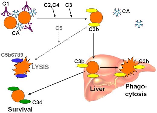 Figure 2. Complement-mediated hemolysis in cold agglutinin disease. Antigen-bound CA on the cell surface binds C1q and initiates the classical complement pathway. C1 esterase activates C2 and C4, generating C3 convertase, which results in the cleavage of C3 to C3a and C3b. Upon warming to 37°C, CA detaches from the cell, allowing agglutinated erythrocytes to separate, whereas C3b remains bound. A proportion of the C3b-coated cells is sequestered by macrophages of the reticuloendothelial system, mainly in the liver. On the surface of the surviving RBCs, C3b is cleaved, leaving high numbers of C3d molecules on the cell surface. In some situations, complement activation may proceed beyond the C3b step with cleavage of C5, resulting in activation of the terminal pathway and intravascular hemolysis. C, complement protein. Reprinted from Berentsen and Sundic24 with permission.