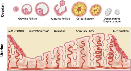 Figure 1. Diagram of changes in the ovary and endometrium during the normal menstrual cycle.
