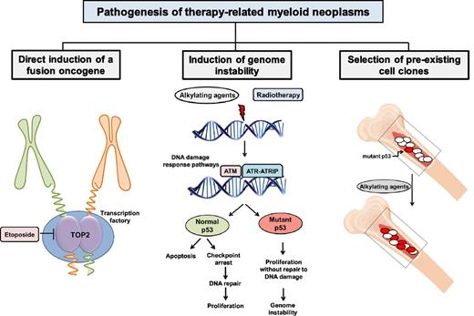 Figure 1. Mechanisms of t-MN pathogenesis.