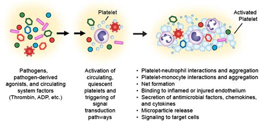 Figure 1. Upon activation, platelets mediate responses central to inflammatory and immune activities. Pathogens, pathogen-derived agonists, and circulating systemic factors present in the septic milieu such as thrombin, adenosine diphosphate (ADP), and others activate circulating human platelets (indicated by blue cells). Platelet activation results in upregulation of surface integrins, such as integrin αIIbβ3, binding of plasma fibrinogen, the formation of platelet-platelet and platelet-leukocyte aggregates, display and release of p-selectin, CD40L and other mediators, secretion of antimicrobial factors, and signaling to other target cells. These responses can be both adaptive and maladaptive to the host during infectious syndromes (modified from Rondina et al.8).