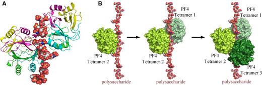 Figure 1. Crystal structure of the PF4/heparin complex and formation of ultralarge complexes. (A) Overall structure of the PF4/fondaparinux complex. Fondaparinux makes contact with a single PF4 tetramer in the groove among the monomers on one side of the asymmetric tetramer. Monomers A, B, C, and D in one PF4 tetramer are colored in green, cyan, magenta, and yellow, respectively. (B) Analysis of crystal lattice reveals a molecular pathway for the formation of antigenic complexes. A fragment of heparin first binds within the groove of one PF4 tetramer (limon, left); binding of the first PF4 tetramer imparts a local linearized structure on heparin, which enhances the binding of a second tetramer (pale green, middle); and progression of this process eventuates in the formation of ultralarge antigenic complexes (right). Reprinted from Cai et al5 with permission.