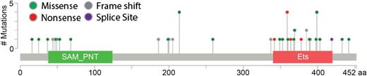 Figure 2. Distribution and frequency of reported germ line mutations in ETV6. The ETV6 protein is diagrammed with its pointed (SAM_PNT) and canonical ETS family DNA binding (Ets) domains. Germ line mutations associated with leukemia are clustered in the Ets domain, but spread throughout the protein.