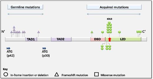 Figure 3. Distribution and frequency of germ line and acquired mutations in CEBPA. Reprinted from Tawana et al.41
