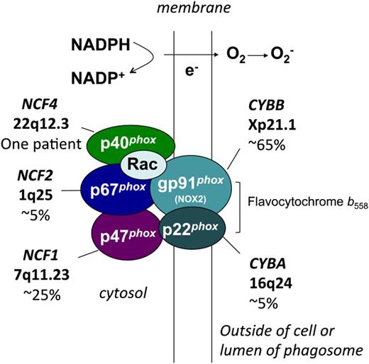 Figure 1. NADPH oxidase and molecular genetics of CGD. Shown are the membrane and cytosolic subunits of the leukocyte NADPH oxidase, indicating those involved in the 5 different genetic subgroups of CGD, the approximate incidence, and the gene and chromosomal location. CYBB and CYBA refer to the large and small subunits of flavocytochrome b558, whereas the NCF refers to neutrophil cytosolic factor, used to designate the cytosolic regulatory subunits of the oxidase. Flavocytochrome b558 is the redox center of the enzyme, and is located in plasma, specific granule (in neutrophils), and phagolysosomal membranes. This heterodimer is composed of the gp91phox (phox stands for phagocyte oxidase) and p22phox subunits of the NADPH oxidase, which are affected in X-linked and an autosomal recessive form of CGD, respectively. The gp91phox subunit is sometimes referred to as NOX2. The soluble regulatory proteins p47phox, p67phox, and p40phox are found in the cytosol until leukocyte activation by soluble or particulate inflammatory stimuli, upon which they move to the membrane, where p47phox and p67phox bind flavocytochrome b558. Mutations in the genes encoding p47phox, p67phox, and p40phox account for 3 other autosomal recessive forms of CGD. Another essential regulatory component of the NADPH oxidase is the small GTPase, Rac, which in its active GTP-bound state becomes membrane-bound and associates with p67phox. By a mechanism that is not fully understood, these multiple regulatory subunits activate the flavocytochrome to catalyze the transfer of electrons from cytosolic NADPH across the membrane via FAD and heme redox centers to molecular oxygen, thereby forming superoxide in the extracellular space or within phagosomes.