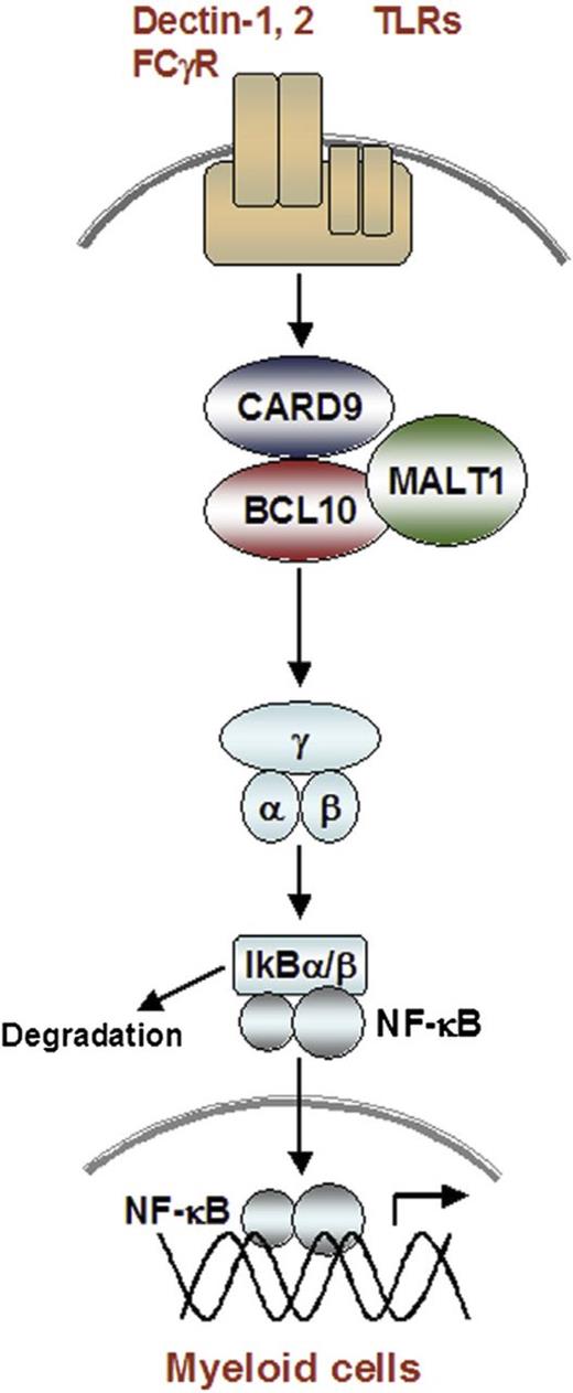 Figure 3. Signaling through the CARD9-containing caspase recruitment domain–B-cell lymphoma 10–mucosa-associated lymphoid tissue lymphoma–translocation gene 1 complex. In myeloid cells, activation of C-type lectin receptors for Dectin1 and Dectin2, as well as Toll-like receptors, leads to phosphorylation of the CARD9 protein and formation of a complex with B-cell lymphoma 10 and mucosa-associated lymphoid tissue lymphoma translocation gene 1. This CARD9-containing caspase recruitment domain–B-cell lymphoma 10–mucosa-associated lymphoid tissue lymphoma–translocation gene 1 complex is necessary to activate NF-ΚΒ and pro-inflammatory gene expression downstream of C-type lectin receptors. From Pérez de Diego et al,54 with permission.