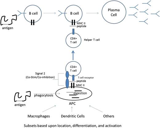 Figure 1. General diagram of humoral alloimmunization.