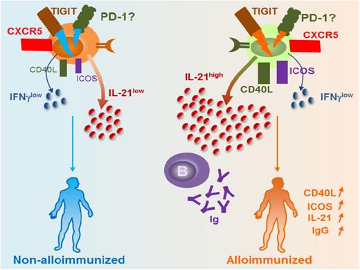 Figure 1. Differences in TIGIT+ TFH activity between alloimmunized and nonalloimmunized SCD patients. Our data suggest that alloimmunized patients with SCD have comparable levels of TIGIT and frequency of TIGIT+ TFH cells as nonalloimmunized SCD patients. However, functional activity of TIGIT+ TFH cells differs between the 2 groups: TIGIT+ TFH cells from nonalloimmunized SCD patients express less B-cell costimulatory markers such as Inducible T-cell COStimulator (ICOS) and CD40 ligand (CD40L) and produce less IL-21, which we hypothesize is due to differences in TIGIT signaling between the 2 groups. As a result, these cells from nonalloimmunized SCD patients are less effective in providing help to B cells to produce IgG compared with alloimmunized SCD patients who have more potent TIGIT+ TFH cells.