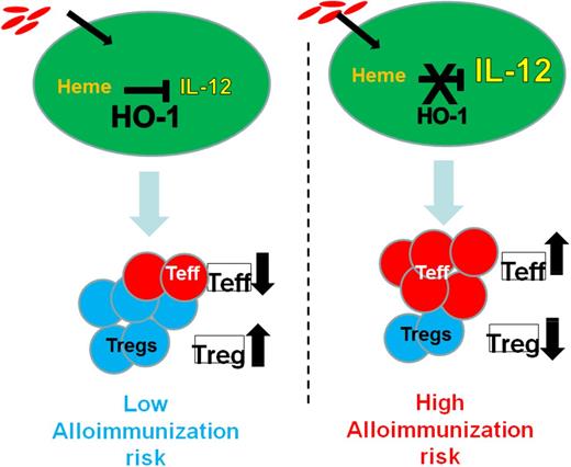 Figure 2. HO-1 levels/activity in innate immune cells of SCD patients in response to ongoing hemolysis is a critical switch between proinflammatory vs immunoregulatory states, which in turn affect alloimmunization risk. We hypothesize that SCD patients with high HO-1 levels/activity will effectively inhibit the proinflammatory cytokine IL-12 in response to extracellular cell free heme. This will result in higher Treg/T effector ratios, which in turn will suppress B-cell responses in these individuals, lowering their risk of alloimmunization. In contrast, low HO-1 levels/activity will lead to inability to dampen IL-12, thereby lowering Treg/T effector ratios and increasing the risk of alloimmunization.