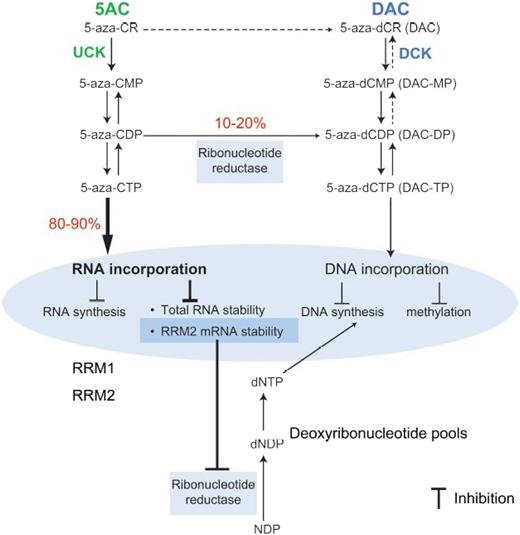 Figure 1. Mechanism-of-action of 5AC and DAC. CDAi, cytidine deaminase inhibitor; CDP, cytidine diphosphate; CMP, cytidine monophosphate; CTP, cytidine triphosphate; dNTP, deoxynucleotide triphosphate; DP, diphosphate; MP, monophosphate; mRNA, messenger RNA; NTP, nucleoside triphosphate; TP, triphosphate.