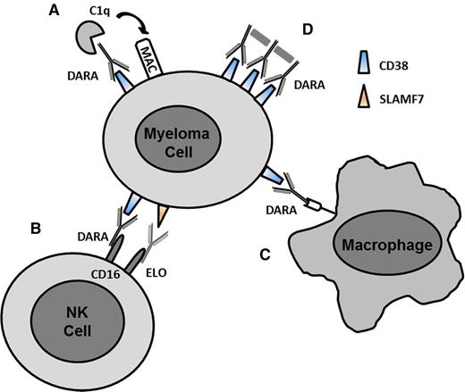 Figure 1. Mechanisms of action of mAbs. (A) CDC. C1q binds to the antibody and triggers the complement cascade leading to the formation of the MAC on the surface of the myeloma cell. (B) ADCC. FcγR (CD16) on NK cells or other immune effector cells bind to the Fc region of the antibody leading to cell lysis. (C) ADCP. Fc receptors on macrophages bind to antibody and induce phagocytosis of cell. (D) FcγR-mediated crosslinking of bound antibody on the cell surface leading to apoptosis. MAC, membrane attack complex. Adapted from van de Donk et al32 with permission.