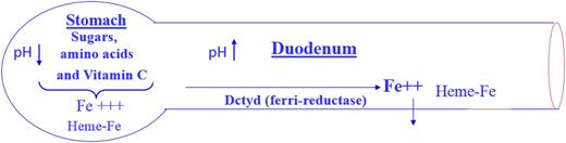 Figure 6. Iron absorption. With permission from Dr. Jerry Spivak, Johns Hopkins University School of Medicine.