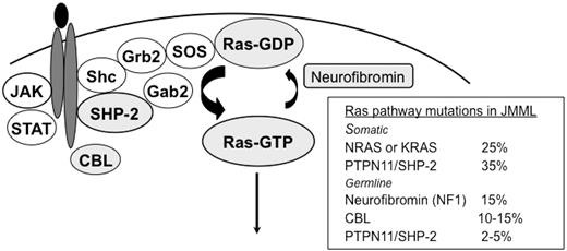 Figure 3. Aberrations in the Ras signaling pathway that lead to excessive proliferation.