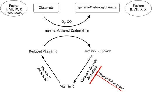 Figure 1. The vitamin K cycle and the anticoagulant effect of VKAs. FII, FVII, FIX, and FX gain full procoagulant activity after conversion of their glutamate residues into γ-carboxyglutamate residues through conversion of reduced vitamin K, to vitamin K epoxide by γ-glutamyl carboxylase. Vitamin K epoxide is recycled by vitamin K epoxide reductase, such that it can be reused. This step is blocked by VKAs because they inhibit vitamin K epoxide reductase.