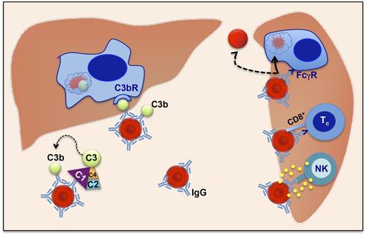 Figure 2. Mechanisms of antibody-sensitized RBC destruction in w-AIHA. Erythrocytes coated by warm-reacting IgG are bound by spleen macrophages carrying Fcγ receptors for the IgG heavy chain, and they are either phagocytosed or have part of their membrane removed, in which case they form microspherocytes subject to further destruction during their next passage through the spleen. ADCC, mediated by cytotoxic CD8+ T cells (Tc) and NK cells, is also contributing to extravascular hemolysis preferentially in the spleen and lymphoid organs. When either a high concentration of IgG or IgG with high affinity to complement is bound to the erythrocytes, complement (C1q) is bound and gets activated toward C3b. C3b-opsonized RBCs are next phagocytosed by liver macrophages that carry C3b receptors.