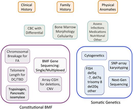 Figure 2. Integration of germ line and somatic genetics into diagnostic evaluation of bone marrow failure. Clinical presentation serves as a guide for initial diagnostic evaluation for BMF and assessment for potential causes such as infection, medication, or underlying disorders. The orange boxes outline the initial clinical assessment. The green boxes outline the initial laboratory evaluation to ascertain whether a patient has bone marrow failure. The purple boxes summarize some of the general laboratory and genetic tests for germ line marrow failure disorders. The blue boxes outline somatic genetic evaluation. CBC, complete blood count; CNV, copy number variants; FISH, fluorescent in situ hybridization.