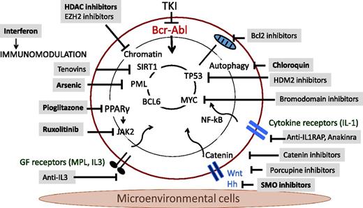 Figure 1. Mechanisms of persistence and approaches to targeting CML leukemia stem cells.