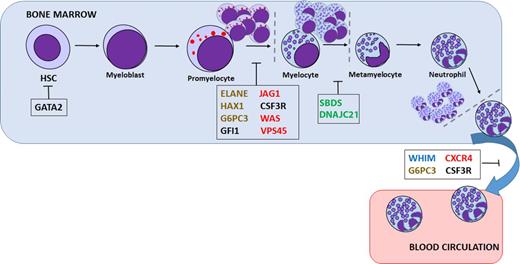Figure 1. Presumed sites of differentiation block or cell death in various neutropenias. Mutations in a variety of genes are thought to be responsible for inherited neutropenia: granulocytic lineage factors (black), ribosomal proteins (green), membrane proteins (blue), cytoskeletal proteins (red), or metabolism/intracellular stress factors (brown). HSC, hematopoietic stem cell.