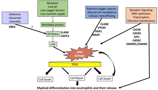 Figure 2. Proposed pathways for neutropenia. Excessive stress responses, such as the UPR, ER stress, or reactive oxygen species (ROS), may lead to DNA damage, with or without faulty repair by p53-dependent or p53-independent pathways. These events, in turn, may lead to a subsequent block in differentiation or cell death. Other stressful stimuli include radiation exposure, infections, low nutrient supply, or faulty protein synthesis due to defective ribosome assembly. In other cases, neutropenia may result from defective differentiation and release due to receptor/transcription factor defects in signal transduction.