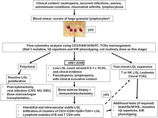 Figure 1. Clinical algorithm for the diagnosis of LGL leukemia. Adapted with permission from Lamy and Loughran.6