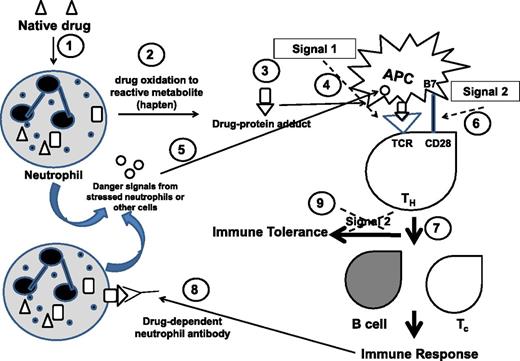 Figure 1. Hapten and danger hypotheses of IDIN immune mechanism. (1) Native drug in the bloodstream enters neutrophils, liver macrophages, and other cells. (2) Drug is oxidized to reactive metabolite(s). (3) Reactive drug (hapten) forms a covalent link with endogenous proteins, forming drug–protein adducts. (4) Drug–protein adducts are taken up by antigen- presenting cells (APCs) and peptide-drug presented in context of class II HLA to T helper (TH) cells that engage through T-cell receptor (TCR): Signal 1. (5) Stressed neutrophils or other cells release danger signals that activate APCs. (6) B7 on activated APCs engages CD28 on TH cell for co-stimulus that is Signal 2. (7) The activated TH cell provides signals to B cells to produce drug-dependent neutrophil antibodies against drug/hapten and to stimulate hapten-specific cytotoxic T cells (Tc): Immune response. (8) Drug-dependent neutrophil antibodies bind drug–protein adducts on neutrophil membrane that cause neutrophil destruction/clearance. (9) In the absence of danger signals, there is no Signal 2, resulting in immune tolerance.
