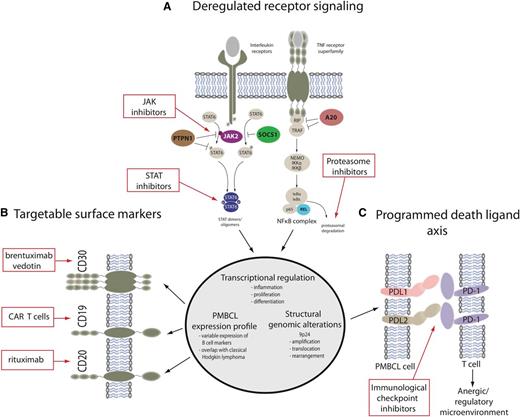 Figure 2. Targetable molecular features of primary mediastinal large B-cell lymphoma and mediastinal gray zone lymphoma. (A) The main activation cascades of JAK-STAT and NF-κB signaling are shown leading to altered transcriptional regulation. Only representative pathway molecules are displayed. Known gene alterations in the pathway are highlighted in color, and pathway inhibitors are shown in the red boxes. (B) A selection of surface markers as part of a PMBCL-specific expression profile is depicted alongside targeted therapeutic approaches. (C) Structural genomic alterations of chromosome 9p24 lead to overexpression of programmed death ligands that are potentially amenable to immunological checkpoint inhibition. Dunleavy and Steidl.7