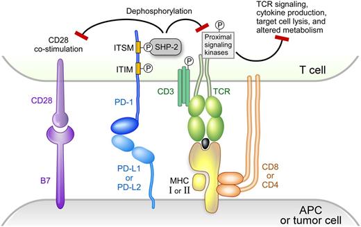 Figure 1. PD-1 signaling. Modified version reprinted with permission from Baumeister, SH et al, 2016; Annu. Rev. Immunol. 34:539-73.