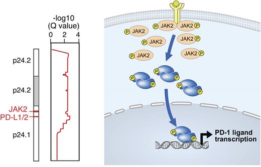 Figure 2. PD-L1 and PD-L2 copy gain and further induction via JAK2/STAT signaling. (Left) The 9p24.1 amplicon in cHL includes PD-L1, PD-L2, and JAK2. (Right) JAK2 copy gain leads to increased JAK2 protein expression and enhanced JAK/STAT signaling, which further induces PD-1 ligand expression.