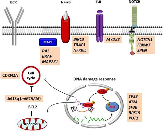 Figure 2. Mutated pathways in CLL. Cellular programs that are affected by the most recurrent molecular lesions are represented. Boxes show the genes that are recurrently mutated in each cellular program.