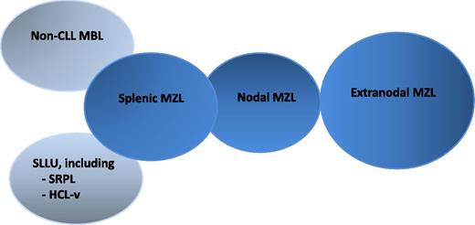Figure 1. MZL entities described in the World Health Organization classification.1 EMZL, also known as MALT lymphomas (65% of MZL), SMZL (20%), and NMZL (5%); non-CLL, monoclonal B-cell lymphocytosis (MBL), and SLLU, including SDRPL and HCL-v.