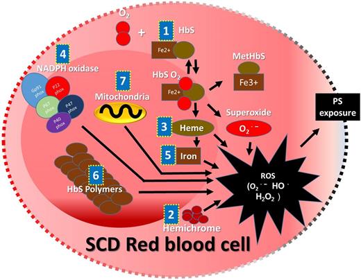 Figure 1. Schematic representation of sources and mechanism of ROS accumulation inside the SCD RBCs. Auto-oxidative unstable HbS (1), membrane-bound hemichrome (2), dissociated heme (3), NADPH oxidase (4), heme free iron (5), excessive adenosine triphosphate utilization with higher rate of polymerization of HbS (6), and abnormally retained mitochondria (7) are the major intracellular sources and mechanisms reported for the excessive ROS accumulation that may cause shorter lifespan because of PS exposure followed by removal by reticuloendothelial system or caspase-mediated intravascular hemolysis.