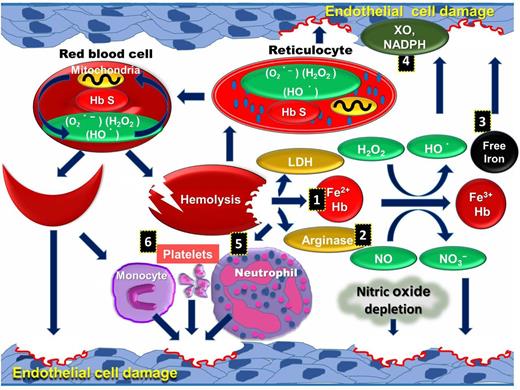 Figure 2. Schematic representation of sources of intravascular ROS in SCD pathophysiology. Mitochondria retention along with other causative factors in RBCs and reticulocytes can oxidize the membrane proteins and lipids, leading to intravascular hemolysis. Hemolytic products released to the vascular lumen further generate highly reactive ROS and create a cycle in SCD. Hemolytic products, including cell-free hemoglobin (1), arginase (2), free iron (3), and lactate dehydrogenase, are released into plasma, and increased activities of XO and NADPH (4) cause ROS mediated endothelial cell damage. These products activate PMNs (5), platelets, and monocytes (6), which further increase endothelial cell damage.
