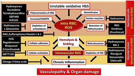 Figure 3. Schema of ROS-mediated pathophysiology and potential mechanism of drug targets in SCD. (1) Intracellular ROS in the RBC. Auto-oxidative unstable HbS, HbS polymerization, membrane-bound hemichrome, activity of NADPH oxidases, depleted antioxidants, iron-mediated Fenton reaction, and mitochondrial retention facilitate excessive ROS generation in the RBCs. (2) ROS in the intravascular lumen. RBC intravascular hemolysis abnormally activates body immune and inflammatory responses that further amplify ROS and magnify the impact on endothelial cells. Chronic inflammatory and immunological responses alter vascular dysfunction, leading to hypoxia and infarction-mediated irreversible damage in multiple organ systems. This network of ROS production can be disrupted or inhibited by the treatment of various agents. IVIG; immunoglobin IV; NAC, N-acetylcysteine.
