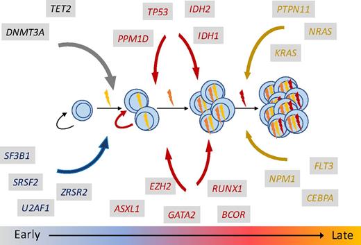 Figure 2. Gene mutations have stereotyped positions in the MDS clonal hierarchy.