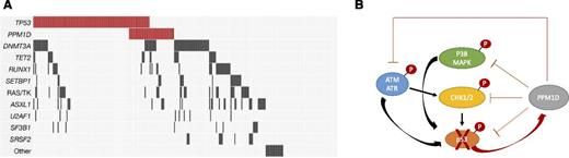 Figure 3. The genetics of t-MDS. Panel A shows the spectrum of recurrent gene mutations in a cohort of 311 t-MDS cases. Each column represents one patient, and colored bars are mutations. TP53 and PPM1D mutations are found in one-half of cases, and they frequently cooccur in individual patients. Panel B represents key components of the DNA damage response. Red circles with “P” represent phosphates that are regulated by PPM1D phosphatase activity.